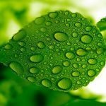 Green -- Feng Shui's Color of Health, Wealth and Growth